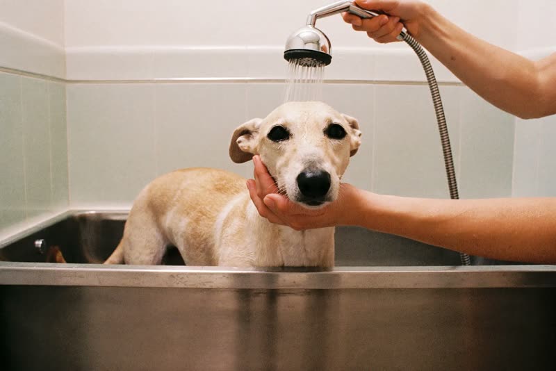 A dog standing in a grooming bath being rinsed