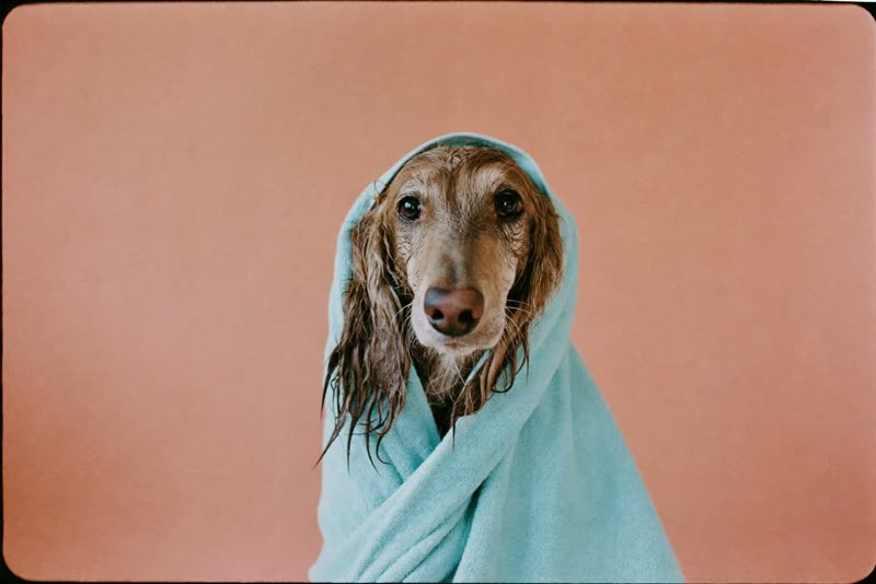 A wet dog wrapped in a towel after a bath