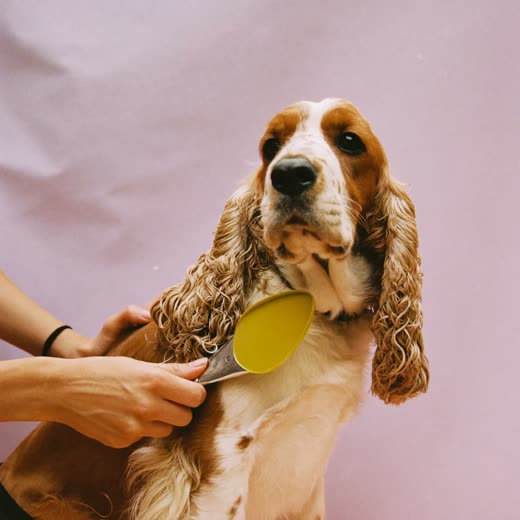 A spaniel being clipped, with a groomer's hand holding the clippers