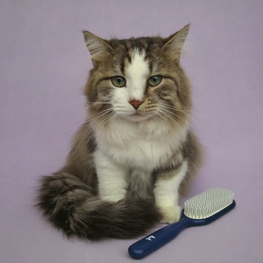 A long-haired cat with a freshly brushed coat beside a grooming brush
