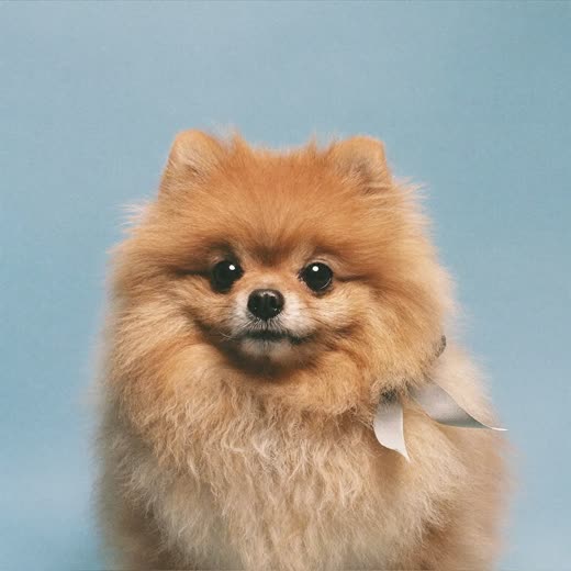 A Pomeranian with a neat finished trim and a ribbon at the collar